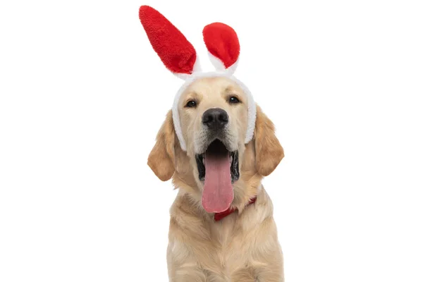 可爱的金毛猎犬在摄像机前伸出舌头 戴着兔耳和领带 — 图库照片