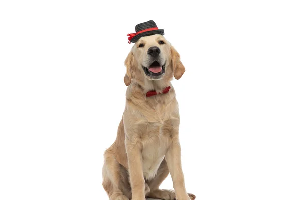 Adorável Cão Golden Retriever Sentado Contra Fundo Branco Vestindo Chapéu — Fotografia de Stock