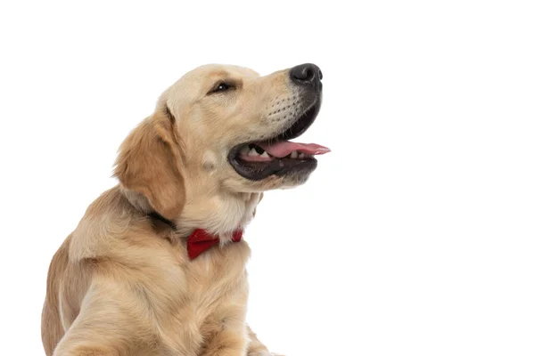 Golden Retriever Perro Mirando Lado Jadeando Llevando Una Pajarita Roja —  Fotos de Stock