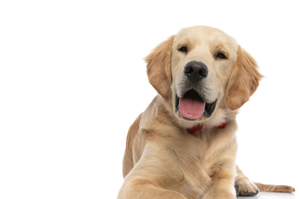Lindo Perro Golden Retriever Sentirse Feliz Sacando Lengua Usando Una — Foto de Stock