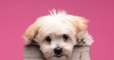 Küçük, utangaç bir köpek yavrusu kafasını tahtaya uzatıyor, aşağı bakıyor, dilini çıkarıyor ve yalayıp duruyor, stüdyoda pembe arka planda duruyor.