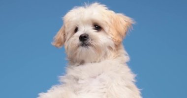 Küçük poz veren tüylü bizon köpek yavrusu mavi arka planda duruyor, yukarı bakıyor ve stüdyoda mutlu bir şekilde hareket ediyor.