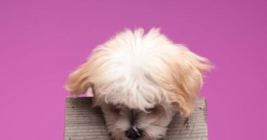 Küçük şirin köpek yavrusu kafasını tahtada tutuyor, utangaç ve arkasına saklanarak stüdyoda pembe arka plana bakıyor.