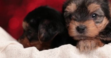 İki küçük Yorkshire teriyer köpeği başlarını patilere yaslıyor.