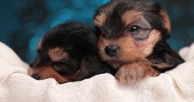Sevimli Yorkshire Terrier köpeği yatakta uyuyor ve arkadaşı onu takip ediyor.
