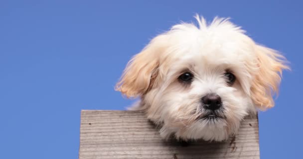 Blyg Liten Bichon Metis Hund Blå Bakgrund Gömmer Sig Trälåda — Stockvideo