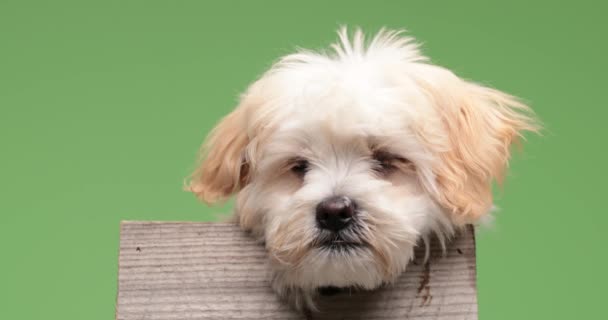 Adorable Bebé Bichon Cachorro Tendido Una Caja Madera Ser Lindo — Vídeo de stock