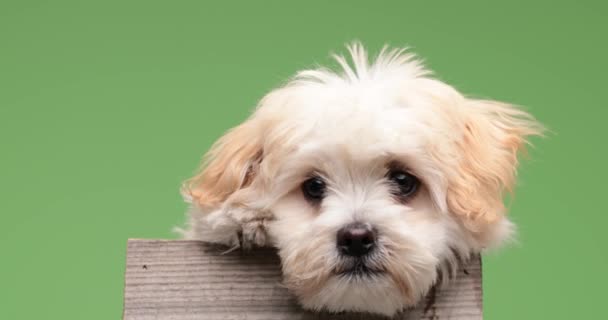 Curioso Pequeño Cachorro Bichon Una Caja Madera Sobre Fondo Verde — Vídeos de Stock