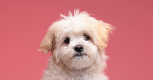 Adorable Pequeño Perrito Bichon Curiosamente Mirando Alrededor Sobre Fondo Rosa — Vídeos de Stock