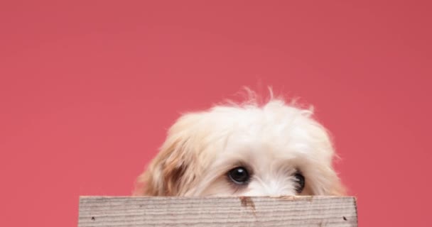 Asustado Pequeño Perro Bichon Escondido Detrás Madera Olfateando Temblando Miedo — Vídeo de stock