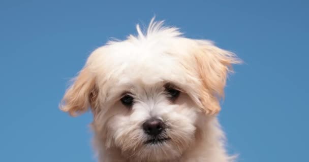 Precious Small Bichon Dog Sticking Out Tongue Licking Nose Being — Stock Video