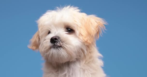 Soñoliento Lindo Bichon Cachorro Bostezando Sobresaliendo Lengua Lamiendo Nariz Sintiendo — Vídeos de Stock