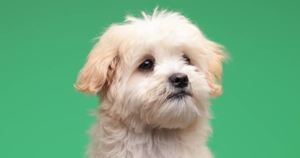 Περίεργη Μικρή Bichon Σκυλάκι Κοιτάζοντας Γύρω Στέκεται Στα Πίσω Πόδια — Αρχείο Βίντεο
