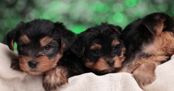 Drie Schattige Yorkshire Terrier Honden Zijn Zoek Naar Kant Achter — Stockvideo