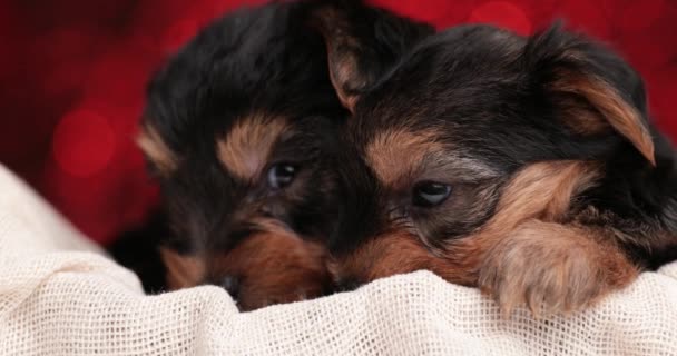 Twee Kleine Yorkshire Terrier Honden Knuffelen Elkaar Bed Tegen Rode — Stockvideo