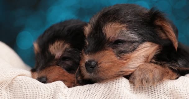 Two Cute Yorkshire Terrier Dogs Almost Falling Asleep Blanket — Stock Video