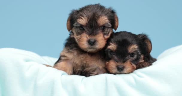 Deux Mignons Chiens Terrier Yorkshire Câlins Dans Leur Lit Sur — Video