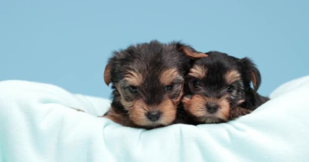 Two Adorable Yorkshire Terrier Dogs Laying Bed Snuggling Each Other — Stock Video