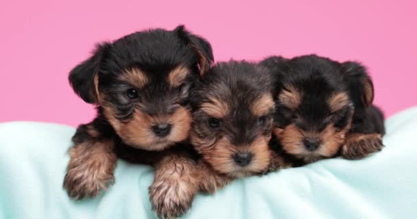 Three Sweet Yorkshire Terrier Dogs Resting Together Bed Looking Side — Stock Video