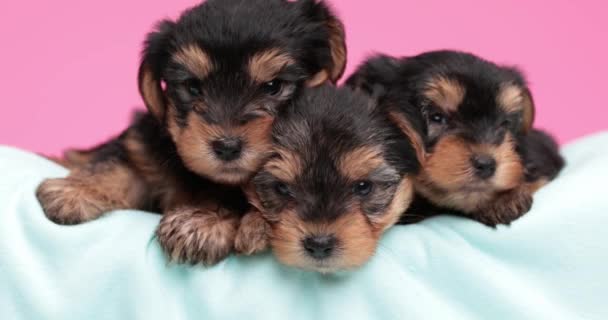 Three Cute Yorkshire Terrier Dogs Snuggling Bed Resting Pink Background — Stock Video