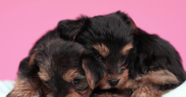 Três Adoráveis Cães Terrier Yorkshire Abrigando Uns Aos Outros Olhando — Vídeo de Stock