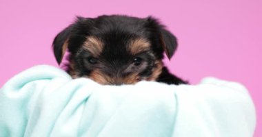 tapılası Yorkshire Teriyer köpeği pembe arka planda kendi işine bakıyor.