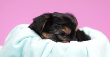 Küçük Yorkshire Terrier köpeği dinleniyor sonra pembe arka planda yatağının üzerine bakıyor.