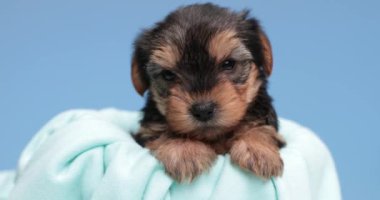 Güzel Yorkshire Teriyeri köpeği yatakta dinleniyor sonra mavi arka planda arkasına bakıyor.