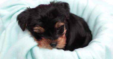 Yorkshire Teriyeri yavru köpeği battaniyesinde rahat etmeye çalışıyor.