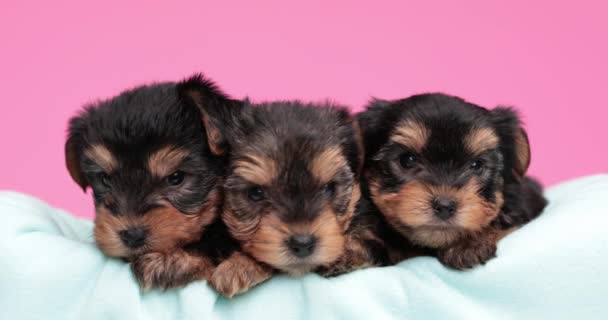 Three Beautiful Yorkshire Terrier Dogs Resting Bed Falling Asleep — Stock Video