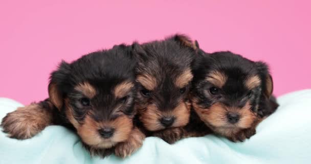 Three Yorkshire Terrier Baby Dogs Looking Side Camera Laying Bed — Stock Video