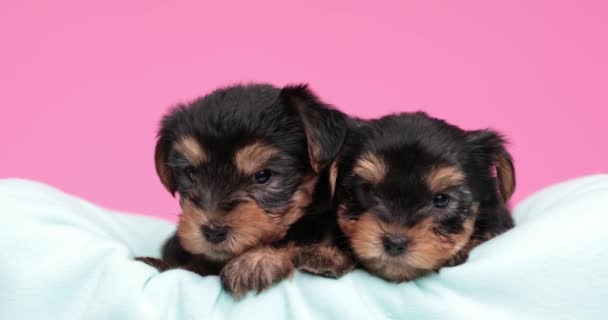 Two Little Yorkshire Terrier Dogs Resting Bed Looking Sniffing — Stock Video