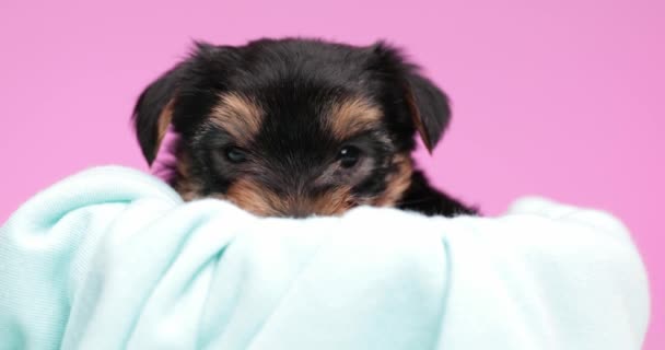 Adorable Yorkshire Terrier Dog Minding His Own Business His Bed — Stock Video