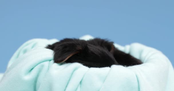 Small Yorkshire Terrier Dog Sleeping His Bed Changing Position Blue — Stock Video