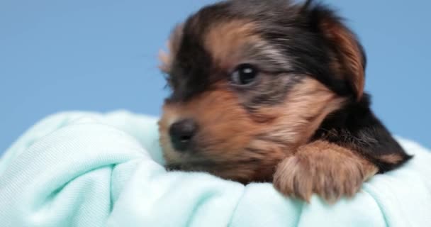 Schattige Kleine Yorkshire Terriër Hond Zoek Naar Kant Camera Dan — Stockvideo