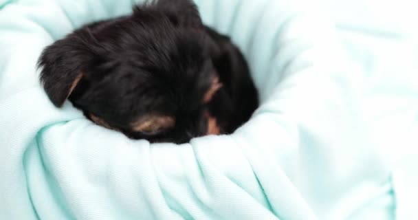 Schattig Yorkshire Terriër Hond Kan Niet Slaap Vallen Zijn Bed — Stockvideo