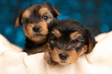 Şirin Yorkshire Terrier köpeği sahne ışıkları altında ve arkadaşı arka planda bulanıklaştı.