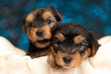 İki küçük Yorkshire teriyeri dillerini çıkarıp mavi arka planda yatıyorlar.