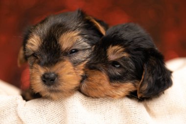 Küçük Yorkshire Terrier köpeği kırmızı arka planda uykulu arkadaşına sarılıyor.