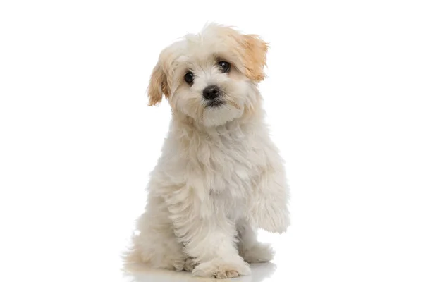 Adorable Little Bichon Dog Sitting One Paw Looking Camera White — Stock Photo, Image