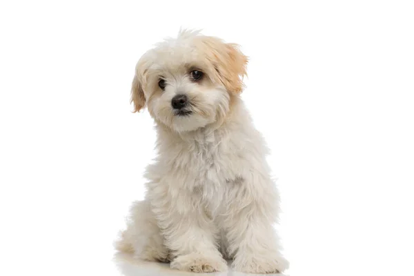 Słodkie Bichon Pies Biorąc Zerknąć Jego Stronie Siedzi Białym Tle — Zdjęcie stockowe