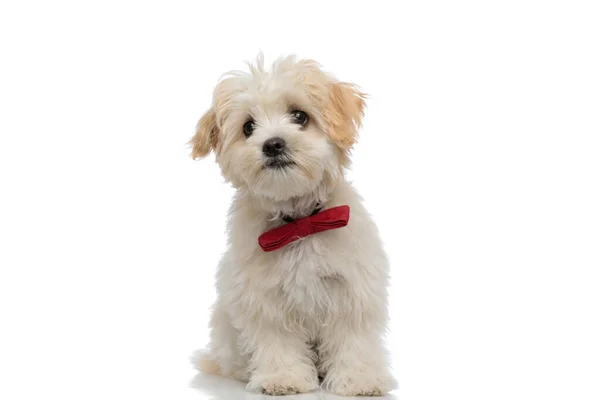 Sentado Perro Bichon Adorable Con Una Corbata Roja Mirando Cámara — Foto de Stock