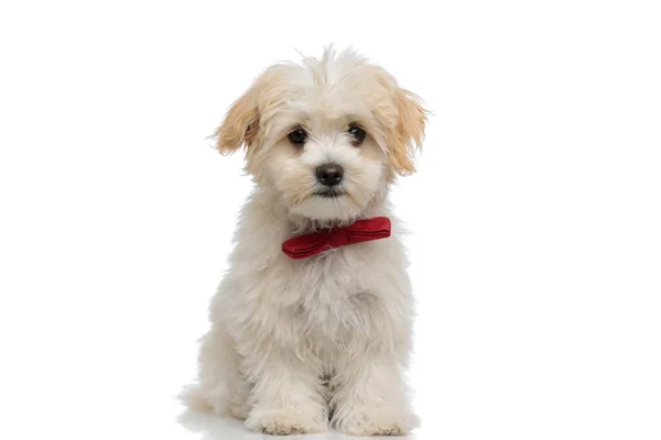 坐在可爱的比雄狗身上 戴着红色的领带 看着白色背景的相机 — 图库照片