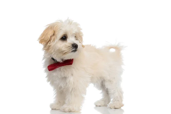 可爱的比雄狗把目光移开 在白色的工作室背景下戴着红色的领带 — 图库照片
