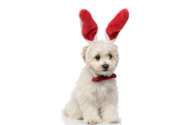 Niedlicher Bichon Hund Mit Roten Hasenohren Und Fliege Vor Weißem — Stockfoto