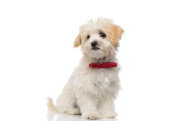 Sweet Bichon Dog Looking Away Dreaming Wearing Red Bowtie White — Stock Photo, Image