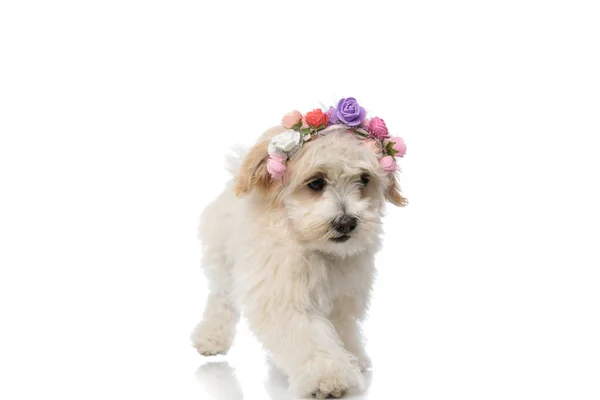 Sweet Bichon Dog Walking His Way Wearing Bandana Flowers White — Stock Photo, Image