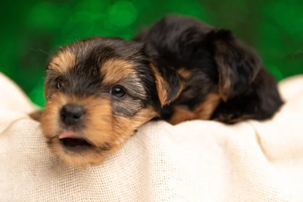 Dois Cães Yorkshire Terrier Dormindo Nas Costas Colando Língua Fundo — Fotografia de Stock