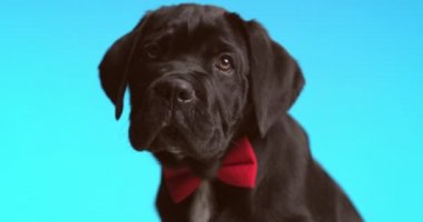 adorable seated cane corso dog is wearing a red bowtie and looking up on blue background