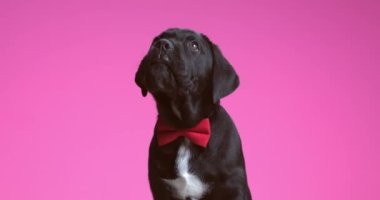 beautiful cane corso dog licking his mouth while being distracted by something above his head against purple background